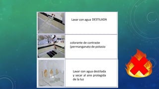 Lavar con agua DESTILADA
Tinción de fondo con
colorante de contraste
(permanganato de potasio al
0.5%) durante 1 minuto
Lavar con agua destilada
y secar al aire protegida
de la luz
 