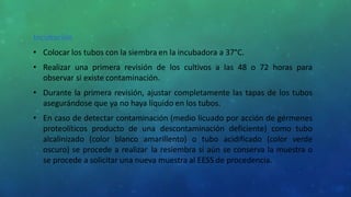 Incubación
• Colocar los tubos con la siembra en la incubadora a 37°C.
• Realizar una primera revisión de los cultivos a las 48 o 72 horas para
observar si existe contaminación.
• Durante la primera revisión, ajustar completamente las tapas de los tubos
asegurándose que ya no haya líquido en los tubos.
• En caso de detectar contaminación (medio licuado por acción de gérmenes
proteolíticos producto de una descontaminación deficiente) como tubo
alcalinizado (color blanco amarillento) o tubo acidificado (color verde
oscuro) se procede a realizar la resiembra si aún se conserva la muestra o
se procede a solicitar una nueva muestra al EESS de procedencia.
 