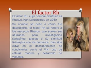 El factor Rh

El factor RH, cuyo nombre científico es
Rhesus. Karl Landsteiner, en 1940
Su nombre se debe a cómo fue
descubierto. El factor Rh se refiere a
los macacos Rhesus, que suelen ser
utilizados
para
investigación
sanguínea, gracias a su similitud
fisiológica con los humanos han sido
clave en el descubrimiento de
condiciones como el VIH, uso de
células madres y desarrollo de
vacunas.

 