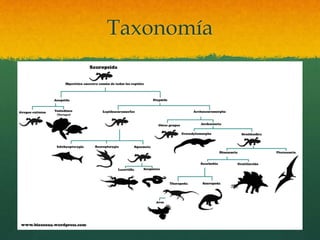 Taxonomía
 