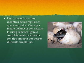  Una característica muy
distintiva de los reptiles es
que la reproducción es por
medio de huevos con cascara
la cual puede ser ligera o
completamente calcificada,
son tipo amniota por poseer
diferente envolturas.
 