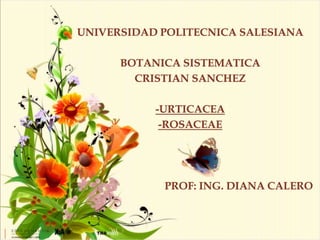 UNIVERSIDAD POLITECNICA SALESIANA

      BOTANICA SISTEMATICA
        CRISTIAN SANCHEZ

           -URTICACEA
            -ROSACEAE




            PROF: ING. DIANA CALERO
 