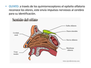 • OLFATO: a través de los quimiorreceptores el epitelio olfatorio
reconoce los olores, este envía impulsos nerviosos al cerebro
para su identificación.
 