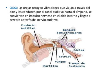• OIDO: las orejas recogen vibraciones que viajan a través del
aire y las conducen por el canal auditivo hasta el tímpano, se
convierten en impulso nervioso en el oído interno y llegan al
cerebro a través del nervio auditivo.
 