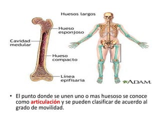• El punto donde se unen uno o mas huesoso se conoce
como articulación y se pueden clasificar de acuerdo al
grado de movilidad.
 