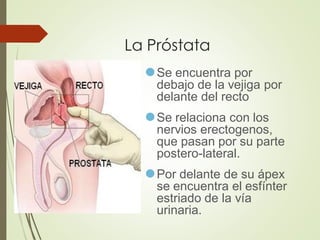 La Próstata
⚫Se encuentra por
debajo de la vejiga por
delante del recto
⚫Se relaciona con los
nervios erectogenos,
que pasan por su parte
postero-lateral.
⚫Por delante de su ápex
se encuentra el esfínter
estriado de la vía
urinaria.
 