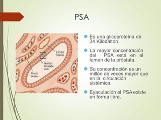 PSA
⚫ Es una glicoproteína de
34 Kilodalton.
⚫ La mayor concentración
del PSA está en el
lumen de la próstata.
⚫ Su concentración es un
millón de veces mayor que
en la circulación
sistémica.
⚫ Eyaculación el PSAexiste
en forma libre.
 