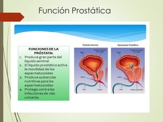 Función Prostática
 