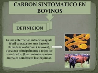 DEFINICION

Es una enfermedad infecciosa aguda
   febril causada por una bacteria
  llamada (Clostridium Chauvoei),
que ataca principalmente a todos los
vertebrados, (los rumiantes) y otros
 animales domésticos los (equinos).
 
