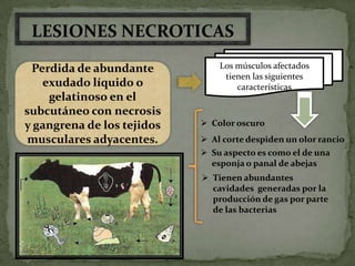 LESIONES NECROTICAS
 Perdida de abundante           Los músculos afectados
                                 tienen las siguientes
   exudado líquido o                características
    gelatinoso en el
subcutáneo con necrosis
y gangrena de los tejidos    Color oscuro
 musculares adyacentes.      Al corte despiden un olor rancio
                             Su aspecto es como el de una
                              esponja o panal de abejas
                             Tienen abundantes
                              cavidades generadas por la
                              producción de gas por parte
                              de las bacterias
 