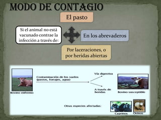 El pasto
 Si el animal no está
 vacunado contrae la             En los abrevaderos
infección a través de:

                         Por laceraciones, o
                         por heridas abiertas
 
