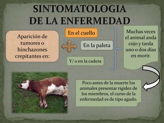 En el cuello               Muchas veces
 Aparición de                                el animal anda
  tumores o              En la paleta          cojo y tarda
 hinchazones                                 uno o dos días
crepitantes en:                                 en morir.
                  Y/ o en la cadera



                        Poco antes de la muerte los
                       animales presentar rigidez de
                        los miembros, el curso de la
                       enfermedad es de tipo agudo.
 