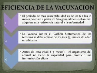 • El período de más susceptibilidad es de los 6 a los 18
      meses de edad, a partir de ésta generalmente el animal
1     adquiere una resistencia natural a la enfermedad


    • La Vacuna contra el Carbón Sintomático de los
      terneros se debe aplicar de los tres (3) meses de edad
2     en adelante


    • Antes de esta edad ( 3 meses), el organismo del
      animal no tiene la capacidad para producir una
3     inmunización eficaz
 