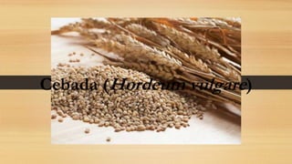 Cebada (Hordeum vulgare)
 