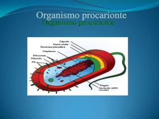 Organismo procarionte