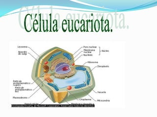 Célula eucariota.