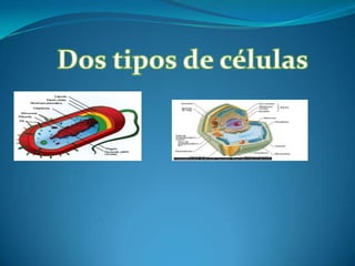 Dos tipos de células
