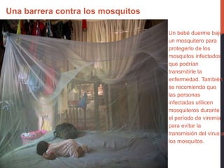 Un bebé duerme bajo
un mosquitero para
protegerlo de los
mosquitos infectados
que podrían
transmitirle la
enfermedad. También
se recomienda que
las personas
infectadas utilicen
mosquiteros durante
el período de viremia
para evitar la
transmisión del virus a
los mosquitos.
Una barrera contra los mosquitos
foto:LuzSosaOPS/OMS
 