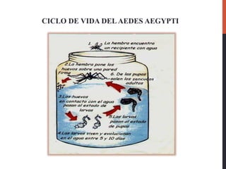 CICLO DE VIDA DELAEDES AEGYPTI
 