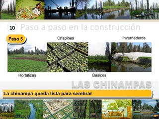 Paso a paso en la construcción Company Logo La chinampa queda lista para sembrar Hortalizas Chapines Básicos Invernaderos Paso 5 