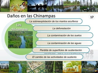 www.themegallery.com La sobreexplotación de los mantos acuíferos La deforestación La contaminación de los suelos La contaminación de las aguas Perdida de superficies de sustentación Las  chinampas Daños en las Chinampas El cambio de las actividades de sustento 