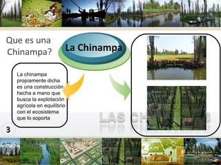www.themegallery.com Company Logo Que es una  Chinampa? La chinampa propiamente dicha es una construcción hecha a mano que busca la explotación agrícola en equilibrio con el ecosistema que lo soporta La Chinampa 
