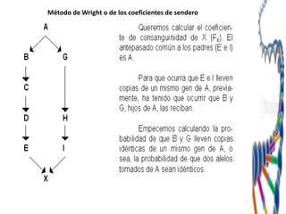 Método de Wright o de los coeficientes de sendero
 