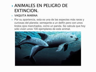  ANIMALES EN PELIGRO DE
EXTINCION.
 VAQUITA MARINA
 Por su apariencia, esta es una de las especies más raras y
curiosas del planeta: semejante a un delfín pero con unos
lindos ojos manchados, como un panda. Se calcula que hoy
sólo viven unos 100 ejemplares de este animal.
 
