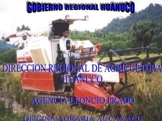 GOBIERNO REGIONAL HUÁNUCO DIRECCION REGIONAL DE AGRICULTURA HUÁNUCO AGENCIA LEONCIO PRADO OFICINA AGRARIA AUCAYACU 