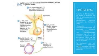 TIRÓTROPAS
Secretan la TSH (basófila).
La síntesis y secreción de
TSH  estimuladas por el
tirpéptido
hipotalámico, hormona
liberadora de tirotropina
(TRH):
-Respuesta a
concentraciones bajas de
hormonas tiroideas
circulantes.
-las concentraciones
elevadas de T3 Y T4
suprimen su producción. Se
encuentran cerca de los
cordones, a cierta distancia
de los sinusoides.
Se distinguen por sus
gránulos pequeños
de TSH, tirotropina. También
estimulan la liberación de
Prolactina.
 