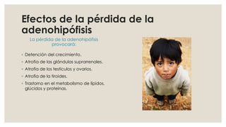 Efectos de la pérdida de la
adenohipófisis
La pérdida de la adenohipófisis
provocará:
◦ Detención del crecimiento.
◦ Atrofia de las glándulas suprarrenales.
◦ Atrofia de los testículos y ovarios.
◦ Atrofia de la tiroides.
◦ Trastorno en el metabolismo de lípidos,
glúcidos y proteínas.
 