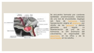 Se encuentra formada por cordones
epiteliales anastomosados rodeados
de una red de sinusoidades. Segrega
seis tipos de hormonas, cuya
hiposecreción origina el enanismo por
atrofia de las gónadas y demás
glándulas que regula. La
hipersecreción de una de sus
hormonas, la STH (hormona del
crecimiento), es responsable del
gigantismo en los niños y de la
acromegalia en los adultos.
 