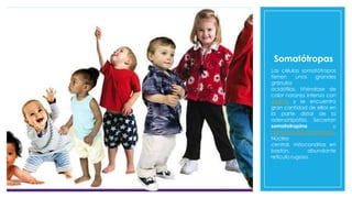 Somatótropas
Las células somatótropas
tienen unos grandes
gránulos
acidófilos, tiñéndose de
color naranja intenso con
eosina, y se encuentra
gran cantidad de ellas en
la parte distal de la
adenohipófisis. Secretan
somatotropina u
hormona del crecimiento.
Núcleo
central, mitocondrias en
bastón, abundante
reticulo rugoso.
 