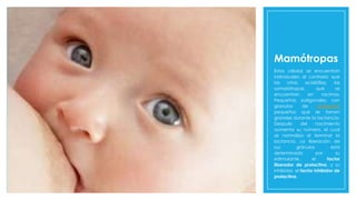 Mamótropas
Estas células se encuentran
individuales al contrario que
las otras acidófilas, las
somatótropas, que se
encuentran en racimos;
Pequeñas, poligonales, con
granulos de prolactina
pequeños que se tornan
grandes durante la lactancia.
Después del nacimiento
aumenta su número, el cual
se normaliza al terminar la
lactancia. La liberación de
sus gránulos está
determinada por su
estimulante, el factor
liberador de prolactina, y su
inhibidor, el factor inhibidor de
prolactina.
 