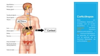 Corticótropas
Estas son
cromófobas, redondas a
ovoides, con un núcleo
excéntrico y pocos
orgánulos. Secretan
ACTH, hormona
adrenocorticotrópica, y
LPH, hormona lipotrópica.
Sus granulos se extretan
con el estímulo de la
hormona liberadora de
corticotropina CRH.
 