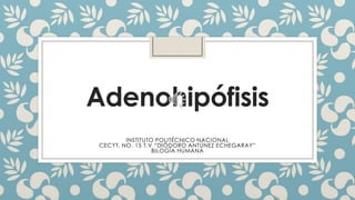 Adenohipófisis
INSTITUTO POLITÉCNICO NACIONAL
CECYT. NO. 15 T.V “DIÓDORO ANTÚNEZ ECHEGARAY”
BILOGÍA HUMANA
 