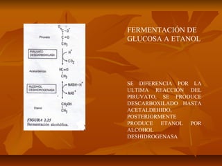 FERMENTACIÓN DE
GLUCOSA A ETANOL




SE DIFERENCIA POR LA
ULTIMA REACCIÓN DEL
PIRUVATO, SE PRODUCE
DESCARBOXILADO HASTA
ACETALDEHIDO,
POSTERIORMENTE
PRODUCE ETANOL POR
ALCOHOL
DESHIDROGENASA
 