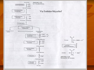 Vía Embden-Meyerhof
 