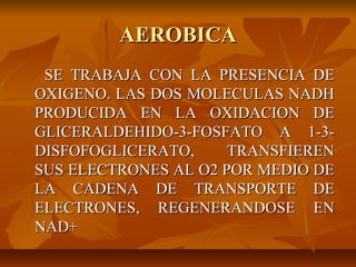 AEROBICA
 SE TRABAJA CON LA PRESENCIA DE
OXIGENO. LAS DOS MOLECULAS NADH
PRODUCIDA EN LA OXIDACION DE
GLICERALDEHIDO-3-FOSFATO A 1-3-
DISFOFOGLICERATO,     TRANSFIEREN
SUS ELECTRONES AL O2 POR MEDIO DE
LA CADENA DE TRANSPORTE DE
ELECTRONES, REGENERANDOSE EN
NAD+
 