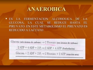 ANAEROBICA
   ES LA FERMENTACION ALCOHOLICA DE LA
    GLUCOSA, LA CUAL SE REDUCE HASTA EL
    PIRUVATO. EN ESTE METABOLISMO EL PIRUVATO ES
    REDUCIDO A LACTATO
 