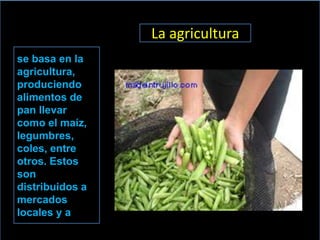 La agricultura
se basa en la
agricultura,
produciendo
alimentos de
pan llevar
como el maíz,
legumbres,
coles, entre
otros. Estos
son
distribuidos a
mercados
locales y a
 