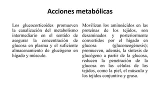 Acciones metabólicas
Los glucocorticoides promueven
la canalización del metabolismo
intermediario en el sentido de
asegurar la concentración de
glucosa en plasma y el suficiente
almacenamiento de glucógeno en
hígado y músculo.
Movilizan los aminoácidos en las
proteínas de los tejidos, son
desaminados y posteriormente
convertidos por el hígado en
glucosa (gluconeogénesis);
promueven, además, la síntesis de
glucógeno a partir de la glucosa,
reducen la penetración de la
glucosa en las células de los
tejidos, como la piel, el músculo y
los tejidos conjuntivo y graso.
 