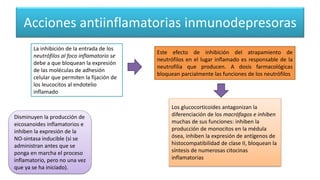 Acciones antiinflamatorias inmunodepresoras
La inhibición de la entrada de los
neutrófilos al foco inflamatorio se
debe a que bloquean la expresión
de las moléculas de adhesión
celular que permiten la fijación de
los leucocitos al endotelio
inflamado
Este efecto de inhibición del atrapamiento de
neutrófilos en el lugar inflamado es responsable de la
neutrofilia que producen. A dosis farmacológicas
bloquean parcialmente las funciones de los neutrófilos
Los glucocorticoides antagonizan la
diferenciación de los macrófagos e inhiben
muchas de sus funciones: inhiben la
producción de monocitos en la médula
ósea, inhiben la expresión de antígenos de
histocompatibilidad de clase II, bloquean la
síntesis de numerosas citocinas
inflamatorias
Disminuyen la producción de
eicosanoides inflamatorios e
inhiben la expresión de la
NO-sintasa inducible (si se
administran antes que se
ponga en marcha el proceso
inflamatorio, pero no una vez
que ya se ha iniciado).
 