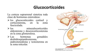 Glucocorticoides
La corteza suprarrenal sintetiza toda
clase de hormonas esteroideas:
 los glucocorticoides cortisol y
corticosterona, en la zona
fasciculada.
 los mineralocorticoides
aldosterona y desoxicorticosterona
en la zona glomerulosa.
 Las hormonas gonadales
deshidroepiandrosterona,
androstenodiona y testosterona en
la zona reticular.
 