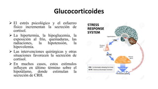 Glucocorticoides
 El estrés psicológico y el esfuerzo
físico incrementan la secreción de
cortisol.
 La hipertermia, la hipoglucemia, la
exposición al frío, quemaduras, las
radiaciones, la hipotensión, la
hipovolemia.
 Las intervenciones quirúrgicas y otras
situaciones favorecen la secreción de
cortisol.
 En muchos casos, estos estímulos
influyen en último término sobre el
hipotálamo, donde estimulan la
secreción de CRH.
 