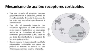 Mecanismo de acción: receptores corticoides
• Una vez formado el complejo receptor-
glucocorticoide en el citoplasma, penetra en
el núcleo donde ha de regular la expresión de
los genes que responden específicamente a
los corticoides.
• Para ello, el complejo interactúa con
secuencias específicas de ADN localizadas
en las zonas de regulación de los genes; estas
secuencias se denominan elementos de
respuesta a glucocorticoides (GRE) y son las
que dotan de especificidad a la inducción de
la transcripción genética.
• De esta manera, el glucocorticoide modula la
transcripción, modulación que puede ser
positiva si fomenta la síntesis de una
determinada proteína o negativa si la inhibe.
 