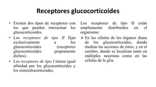 Receptores glucocorticoides
• Existen dos tipos de receptores con
los que pueden interactuar los
glucocorticoides.
• Los receptores de tipo II fijan
exclusivamente a los
glucocorticoides (receptores
glucocorticoides propiamente
dichos).
• Los receptores de tipo I tienen igual
afinidad por los glucocorticoides y
los mineralocorticoides.
Los receptores de tipo II están
ampliamente distribuidos en el
organismo:
 En las células de los órganos diana
de los glucocorticoides, donde
median las acciones de éstos, y en el
cerebro, donde se localizan tanto en
múltiples neuronas como en las
células de la glía.
 
