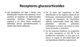 Receptores glucocorticoides
 Los receptores de tipo I tienen una
distribución mucho más selectiva. En el
cerebro se localizan en determinadas
neuronas límbicas (hipocampo y
septum) y en otras áreas cerebrales
definidas (áreas periventriculares y
núcleo del tracto solitario).
 En el resto del organismo se han
identificado en los órganos diana de las
hormonas mineralocorticoides, donde
regulan el transporte de electrólitos
(túbulo contorneado distal del riñón,
glándulas salivales, glándulas
sudoríparas y colon), así como en otras
zonas (corazón y testículo).
 En las neuronas límbicas, la ocupación
de estos receptores es del 80 % en
condiciones normales; se cree que a su
través se regula la actividad basal del
eje hipotálamo-hipófiso-suprarrenal.
 