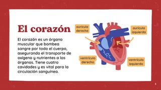 aurícula
izquierda
aurícula
derecha
ventrículo
derecho
ventrículo
izquierdo
El corazón
El corazón es un órgano
muscular que bombea
sangre por todo el cuerpo,
asegurando el transporte de
oxígeno y nutrientes a los
órganos. Tiene cuatro
cavidades y es vital para la
circulación sanguínea.
3
 