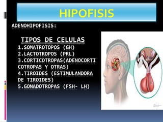 ADENOHIPOFISIS:
TIPOS DE CELULAS
1.SOMATROTOPOS (GH)
2.LACTOTROPOS (PRL)
3.CORTICOTROPAS(ADENOCORTI
COTROPAS Y OTRAS)
4.TIROIDES (ESTIMULANDORA
DE TIROIDES)
5.GONADOTROPAS (FSH- LH)
HIPOFISIS
 